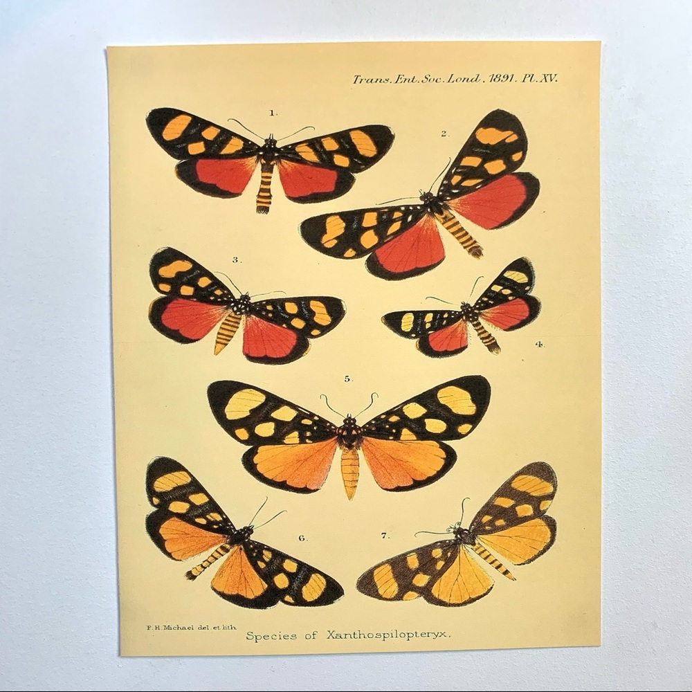 Biodiversity Red & Orange Monarch Butterfly Scientific Chart Print 8x10